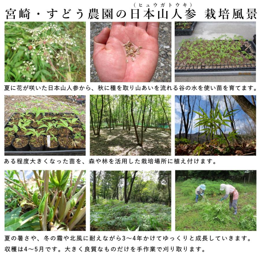 日本山人参 パウダー 30g ヒュウガトウキ 粉末 日本山人参茶