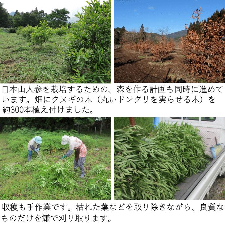 日本山人参　サプリ 30粒 ヒュウガトウキ サプリ 日向当帰　サプリ　宮崎県産 無農薬 神の草｜sudoufarm｜15