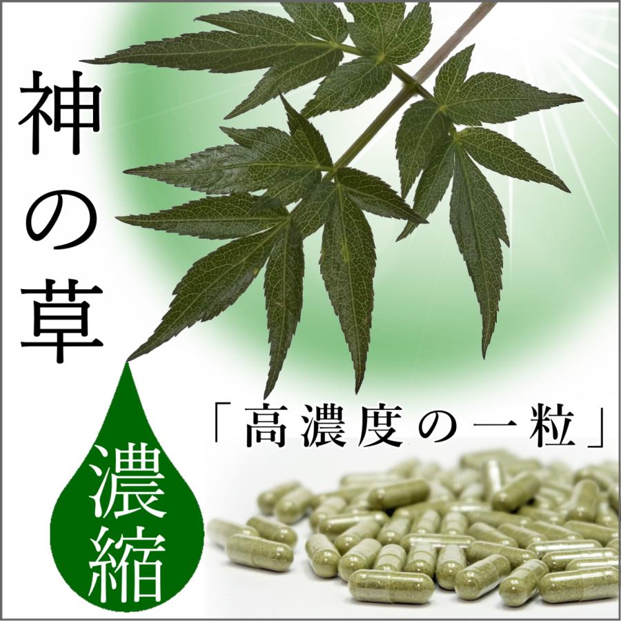 生産農家直送】日本山人参 サプリ 30粒 ヒュウガトウキ サプリ 日向当