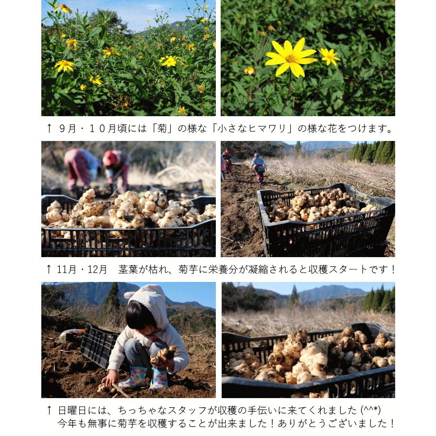 菊芋パウダー 100g×3袋セット　国産　宮崎県産　菊芋粉末　菊芋茶　メール便にて送料無料｜sudoufarm｜09