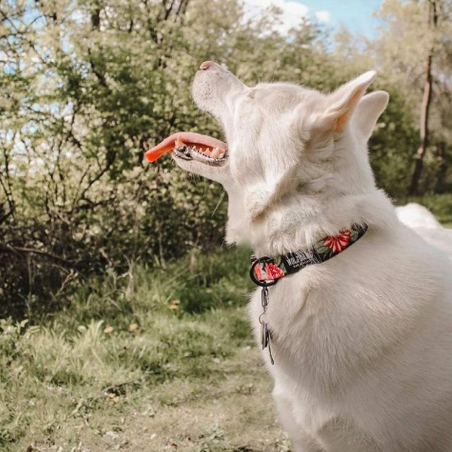 WOLFGANG ウルフギャング 首輪 犬用品 小型犬 Sサイズ カラー COLLAR マン&ビースト MAN&BEAST｜sugaronlineshop｜13