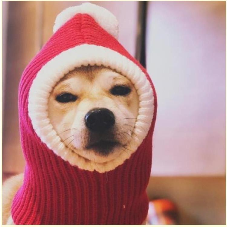 5size選べる秋冬季 犬猫用コスプレ ペット 被り物 ペット帽子 ニット帽子 サンタクロース 猫 犬 クリスマス 秋冬 防寒 犬猫用ウィッグ 猫被り物 ペット 9077 菅原 通販 Yahoo ショッピング