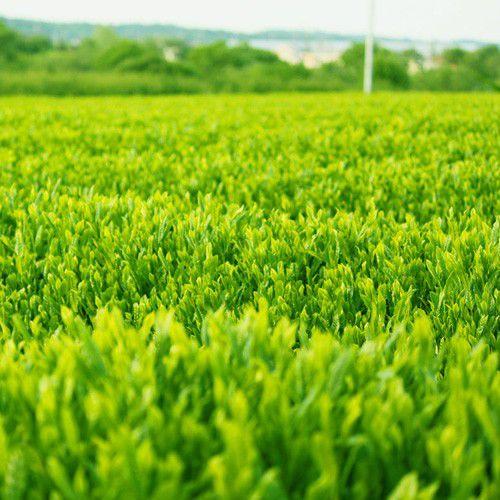 業務用茶「造り込み煎茶」狭山茶に一番茶の粉茶を入れ茎を取り除いて仕上げました。お買い得ですが味は一級品です。