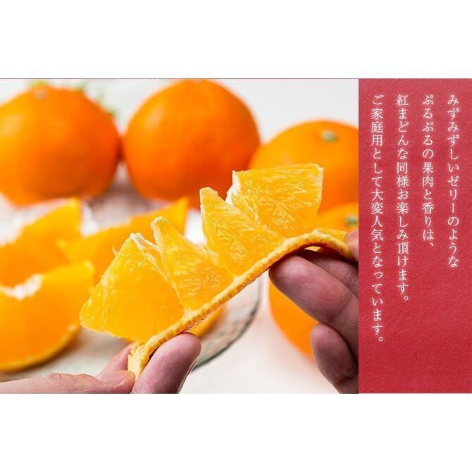 2025 あいか お歳暮 ギフト M~2Lサイズ 約1.5kg 紅まどんなと同品種