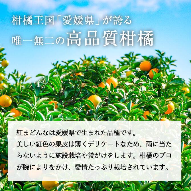 2025 お歳暮 ギフト 紅まどんな 3L〜5Lサイズ 約3kg 秀品 愛媛県