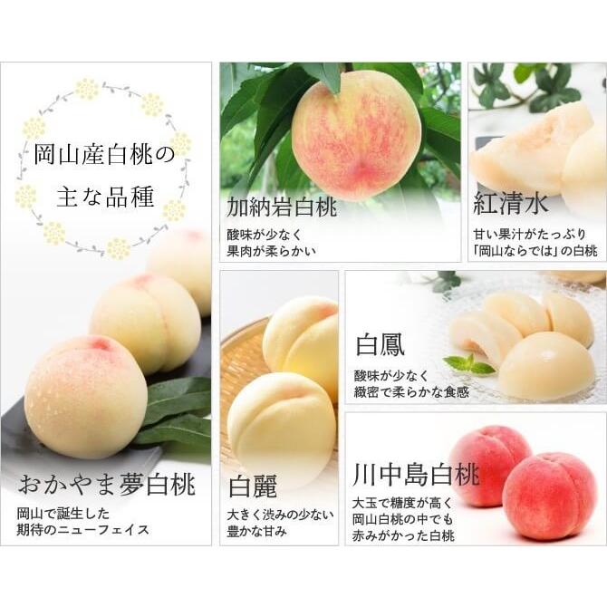 2026 お中元 岡山産白桃 3玉 約800g 最上等級 ロイヤル 光センサー選果 化粧箱入り 桃 フルーツ 白桃 ギフト プレゼント 7月上旬頃より発送 |  | 03