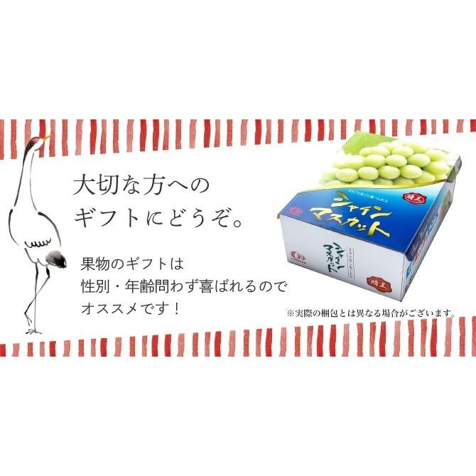2025 お中元 岡山県特産 シャインマスカット 晴王 赤秀品 1房約500g 化粧箱入り ぶどう ブドウ 葡萄 フルーツ ギフト プレゼント 7月上旬頃より発送