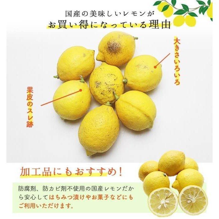 瀬戸内国産レモン 約10kg 家庭用 訳あり 爆買 : 水琴果楼 - 通販