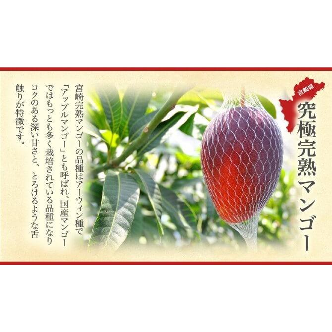 宮崎県産 完熟マンゴー 秀品 3Lサイズ 3玉入り 化粧箱入リ 宮崎マンゴー プレゼント ギフト 5月下旬頃より発送_3