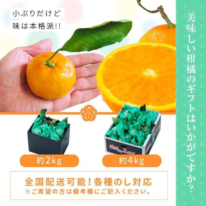 (1月下旬頃より順次発送) フルーツ ギフト みかん 長崎県産 恋みかん 越冬樹上完熟袋掛け葉付きみかん 秀品 約15〜30玉入り 約2kg