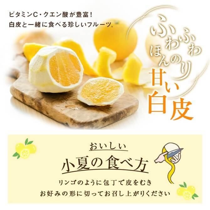 4月中旬ごろより順次発送) 高知県産 小夏 2L〜3Lサイズ 約5kg 家庭用