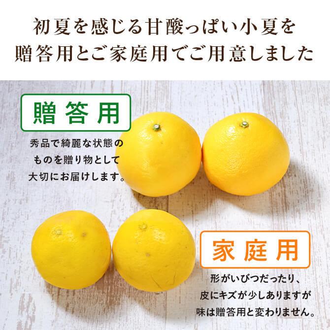 小夏3Sミックス5キロと春峰家庭用5キロ 4月中旬ごろより順次発送) 高知県産 小夏 2L〜3Lサイズ 約5kg 家庭用
