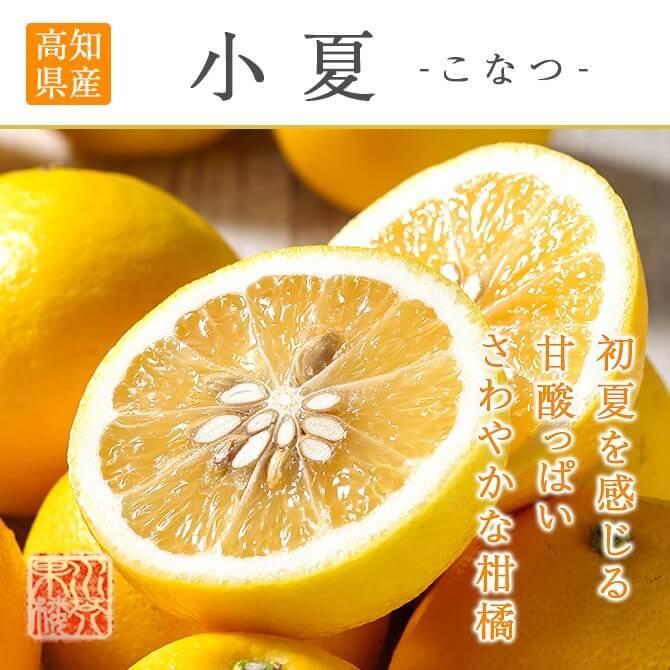 4月中旬ごろより順次発送) 高知県産 小夏 M〜Lサイズ 約2.5kg 秀