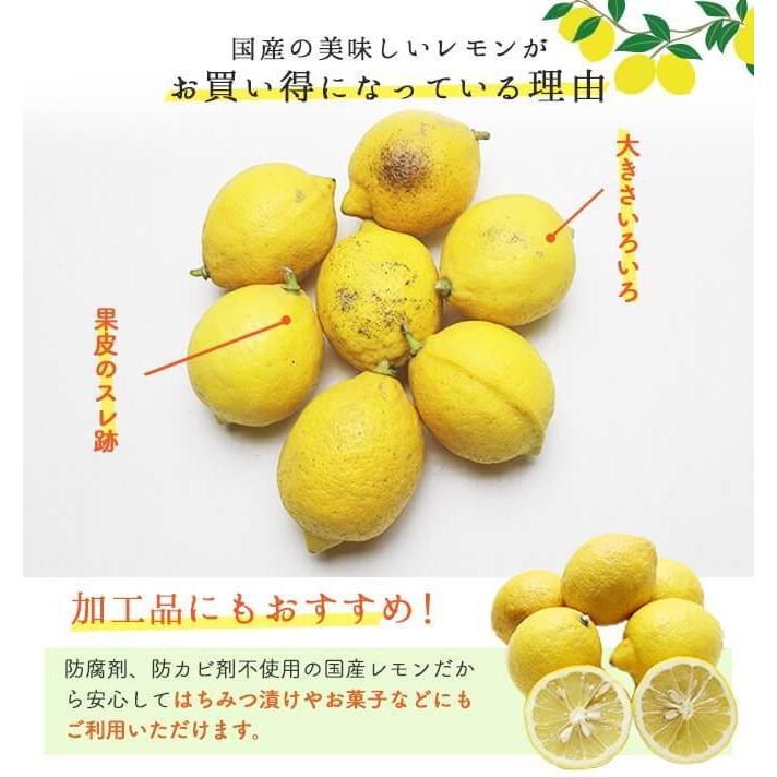 売り切り御免！】 希望の島 無農薬レモン 2kg サイズ込 愛媛 中島産<br