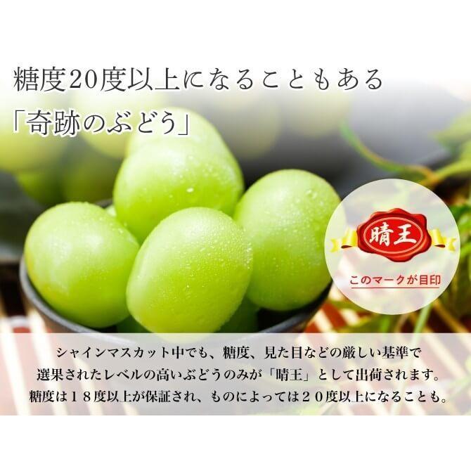 2025 シャインマスカット 晴王 青秀品 3〜5房 約2kg 化粧箱入り