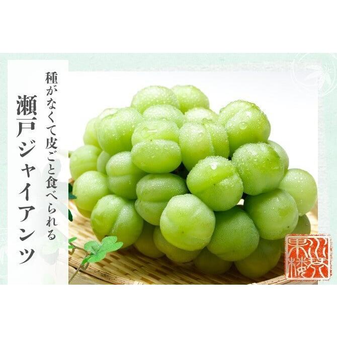 ⑦【岡山県産】瀬戸ジャイアンツ 7〜12房 約5キロ 【公式通販】