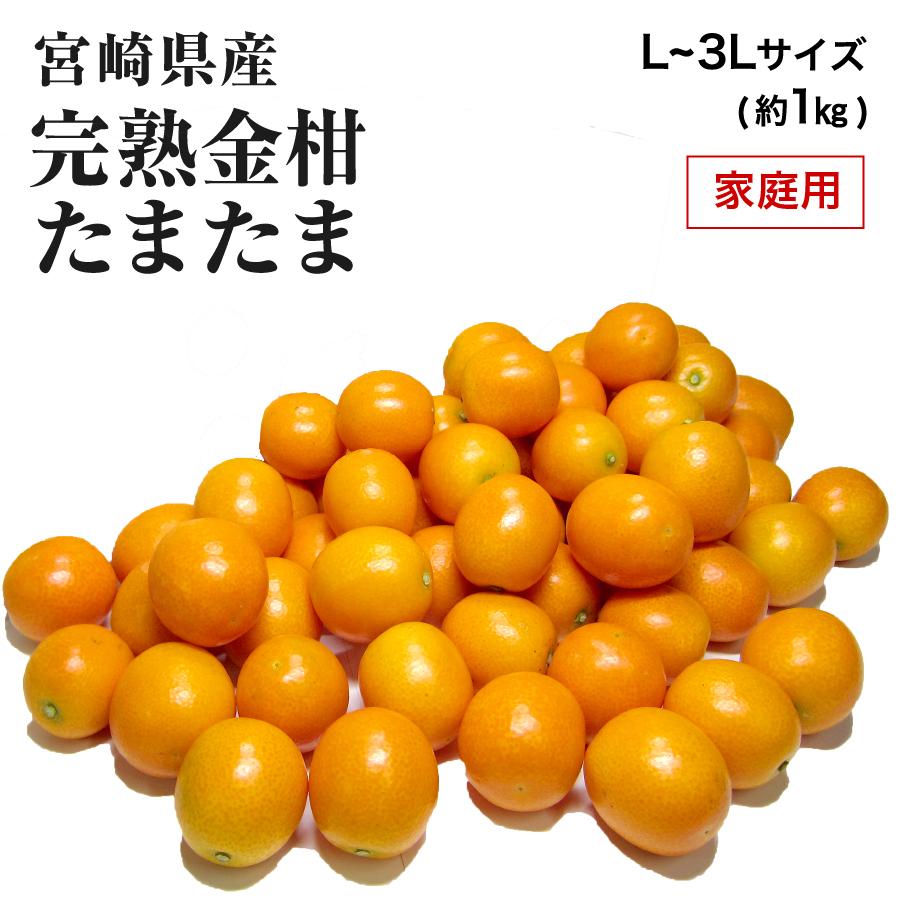 宮崎県産 完熟きんかん たまたま 家庭用 訳あり L〜3L サイズおまかせ 約1kg きんかん キンカン 金柑 フルーツ 2月中旬ごろより順次発送 爆買（Yahoo!・水琴果楼）