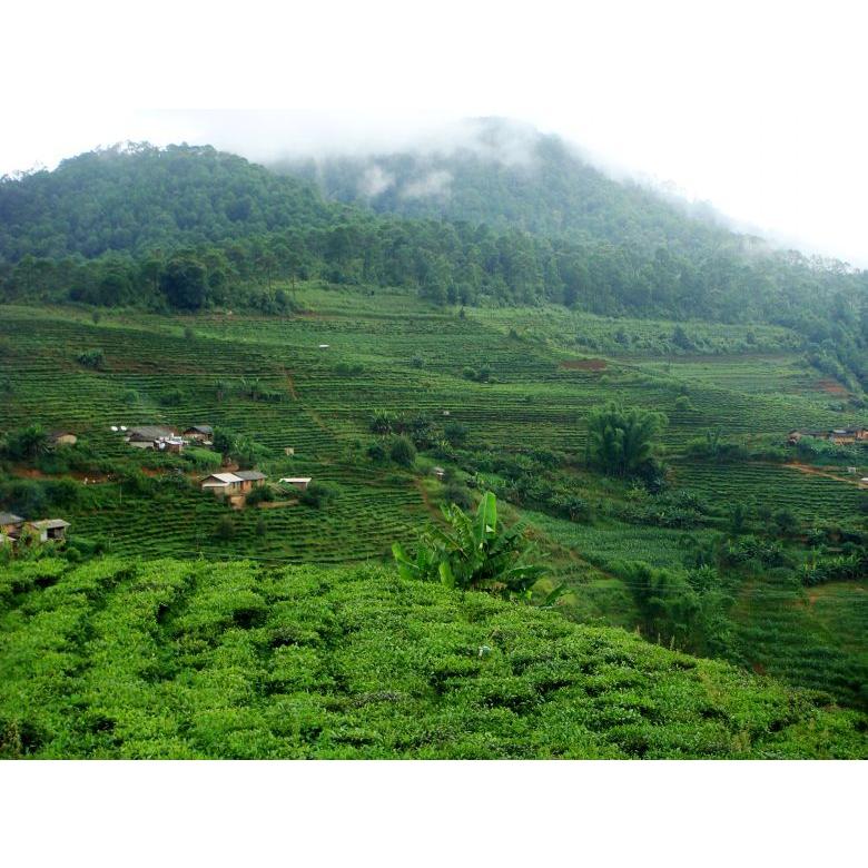 本場中国雲南省産の健康プーアル茶（プアール茶/プーアール茶/黒茶