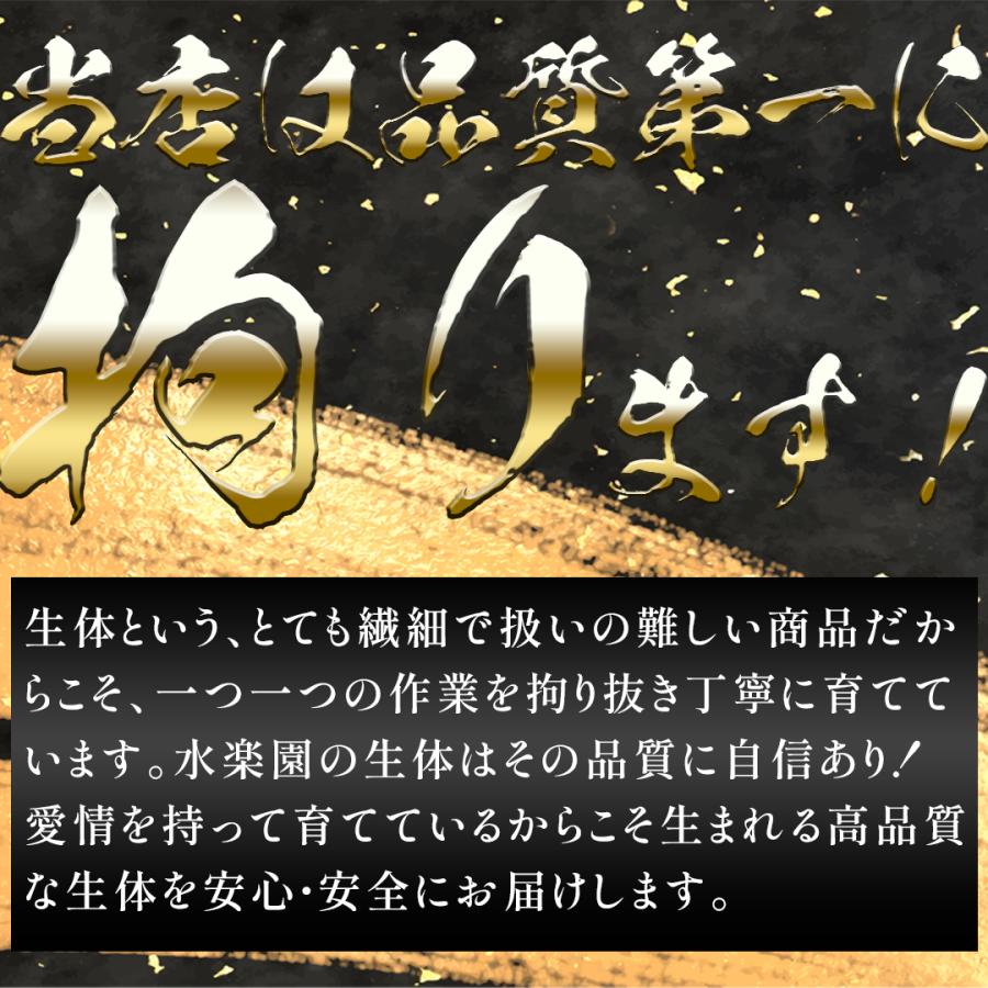 【送料無料】おたま金魚　ミックス　10匹　生体　セット　金魚　まとめ売り　初心者　おすすめ　キラキラ　ラメ　高品質　ペット　アクア｜suirakuen-osakana｜02