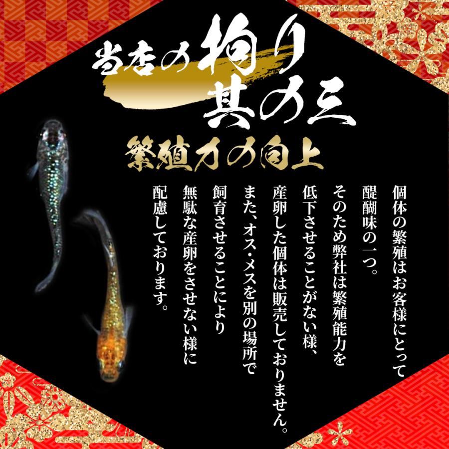 【送料無料】カラフル　お楽しみ　金魚ミックス 長物バージョン １０匹セット S〜Mサイズ　金魚｜suirakuen-osakana｜05