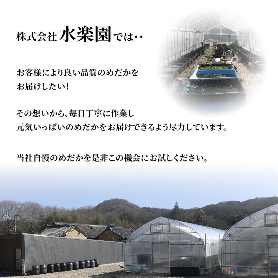 【送料無料】無農薬！ 南米ウィローモスマット １個　メダカ　初心者　おすすめ　高品質｜suirakuen-osakana｜06