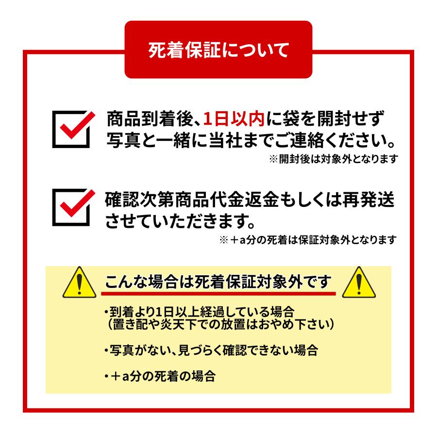 【送料無料】国産無農薬 ミニホテイ草１株（小さめのホテイアオイ１株）　メダカ　初心者　おすすめ　高品質　ホテイ草｜suirakuen-osakana｜08