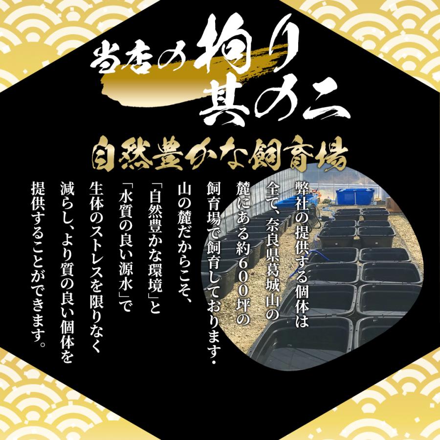 【送料無料】幹之めだか フルボディー５ペア　繁殖　生体　セット　まとめ売り　めだか　メダカ　初心者　｜suirakuen-osakana｜04