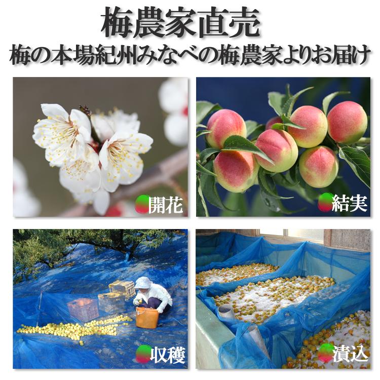 紀州梅干し 1.3kg 農家直売 南高梅 訳あり はちみつ・昆布だし入 紀州梅干し 1.3kg 農家直売 南高梅 訳あり はちみつ・昆布だし入