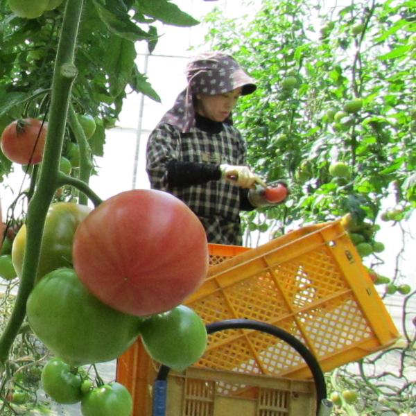 親バカトマト 約2kg Sサイズ 13個入り いわき市産 ギフト 農園直送 助川農園｜suketoma｜05