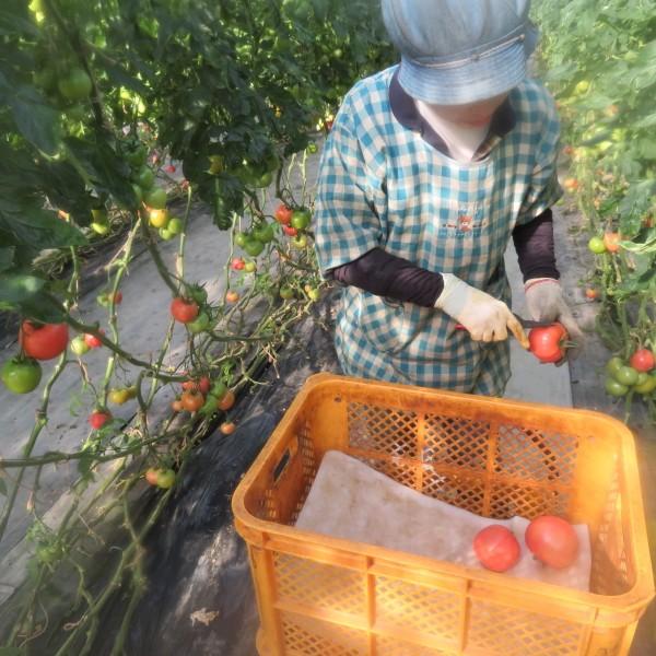 親バカトマト 約4kg 小さめS・2Sサイズ 28〜32個入り いわき市産 ギフト 農園直送 助川農園 |  | 10