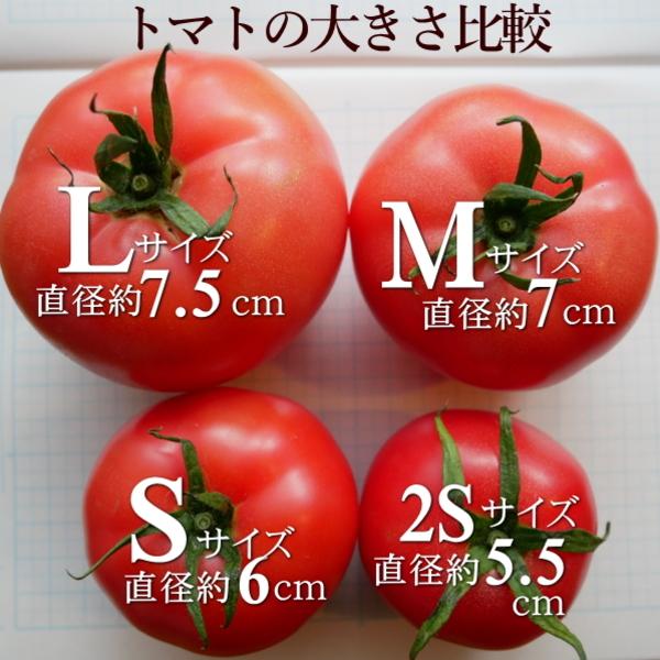 親バカトマト 約4kg 小さめS・2Sサイズ 28〜32個入り いわき市産 ギフト 農園直送 助川農園 |  | 04