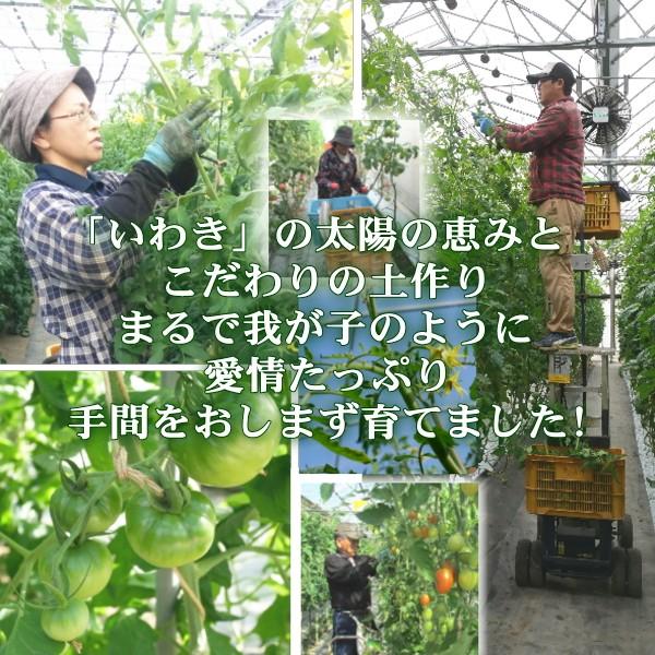 親バカトマト 約4kg 小さめS・2Sサイズ 28〜32個入り いわき市産 ギフト 農園直送 助川農園 |  | 07