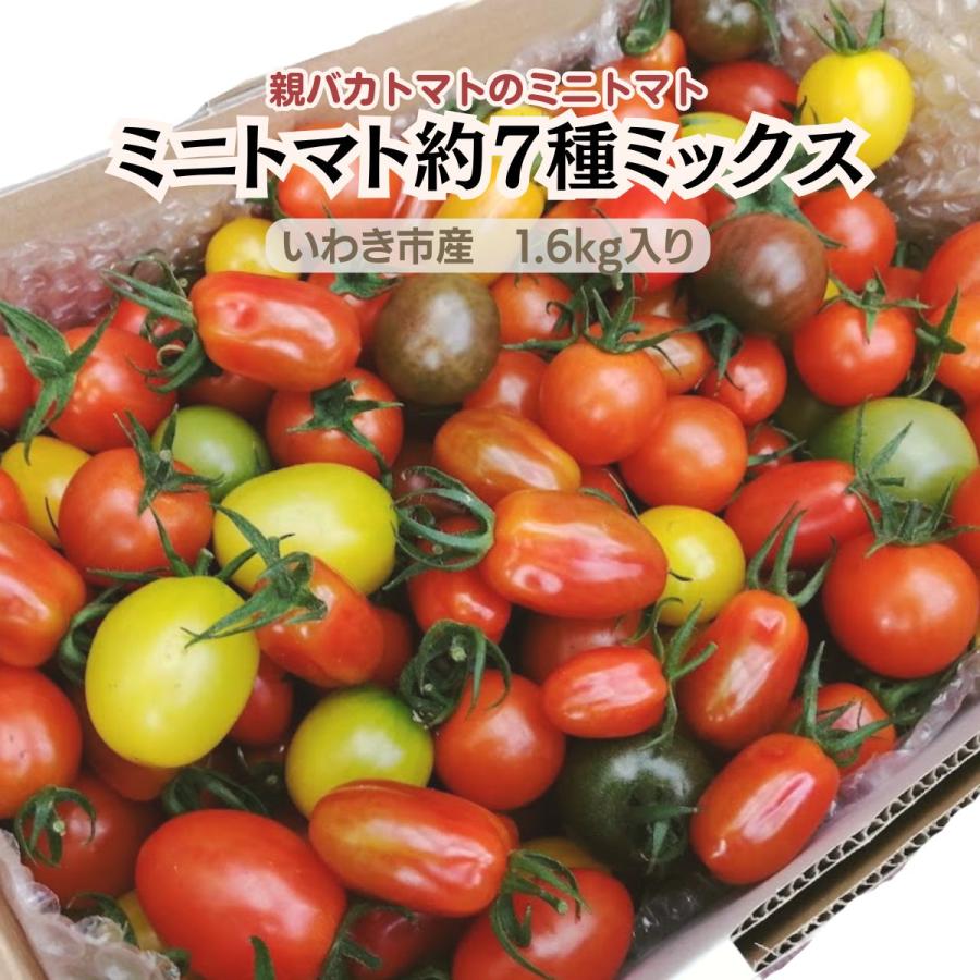 まとめ買い歓迎@ガマトト 親バカトマトのミニトマト 約7種ミックス1.6kg ギフト いわき市産 助川