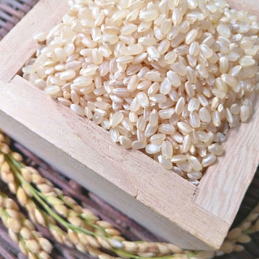 コシヒカリ 玄米20kg いわき市産 令和6年新米 農家直送米 : 親 コシヒカリ 玄米20kg いわき市産 令和6年新米 農家直送米 : 親