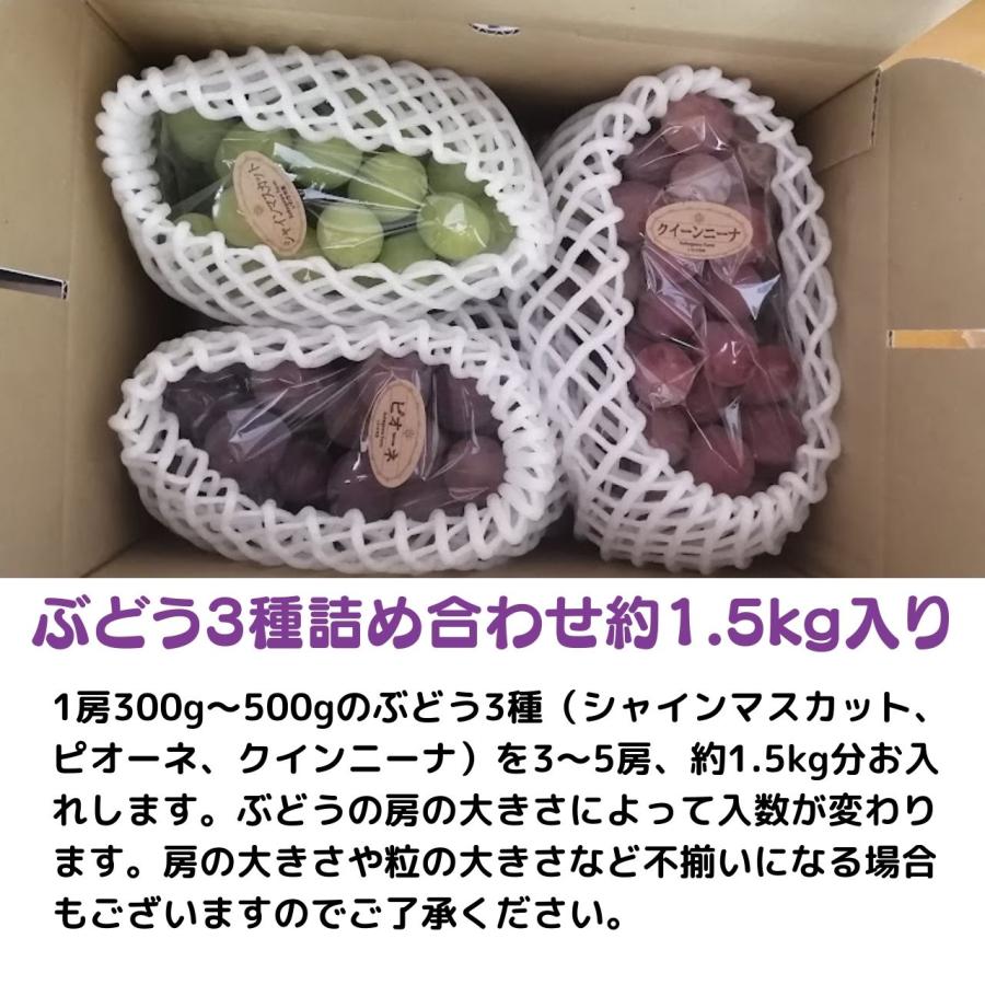 ぶどう3種詰め合わせ 約1.5kg ご家庭用 少々訳あり シャイン