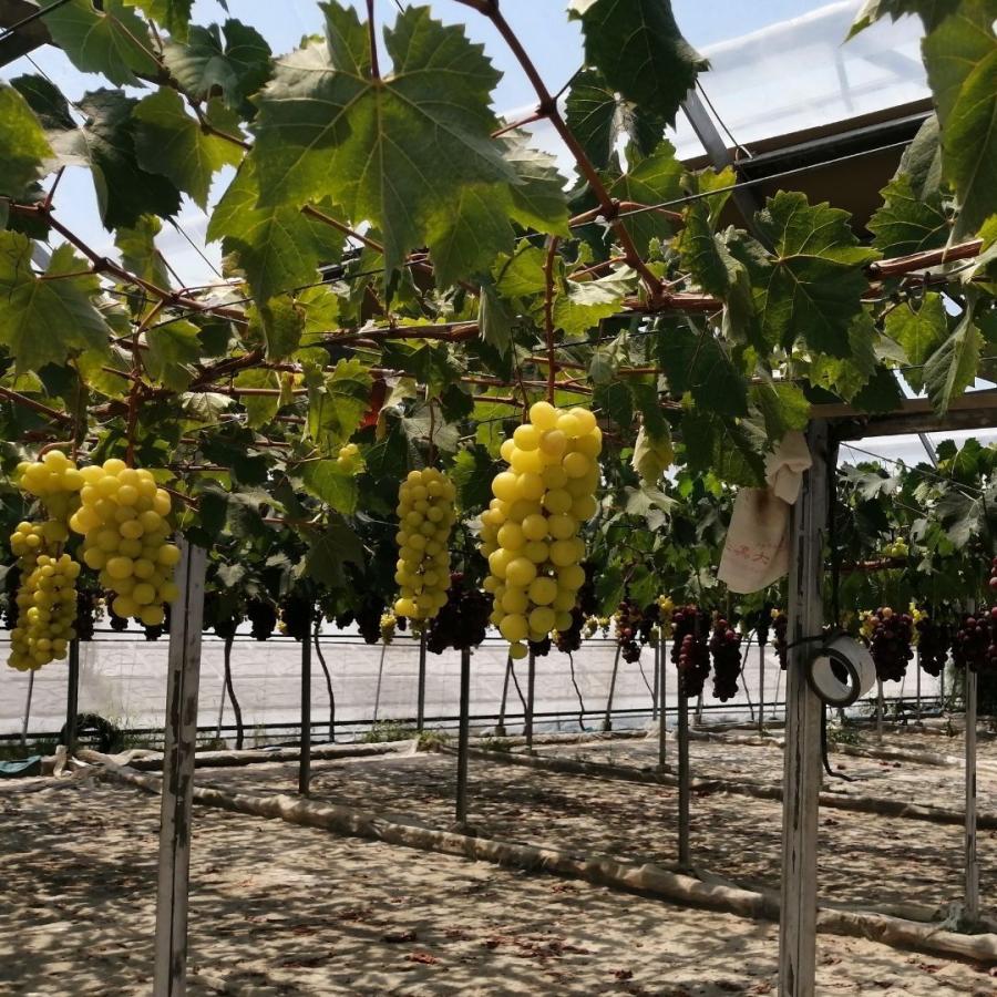 ぶどう3種詰め合わせ 約2kg 3〜5房 ご家庭用 少々訳あり