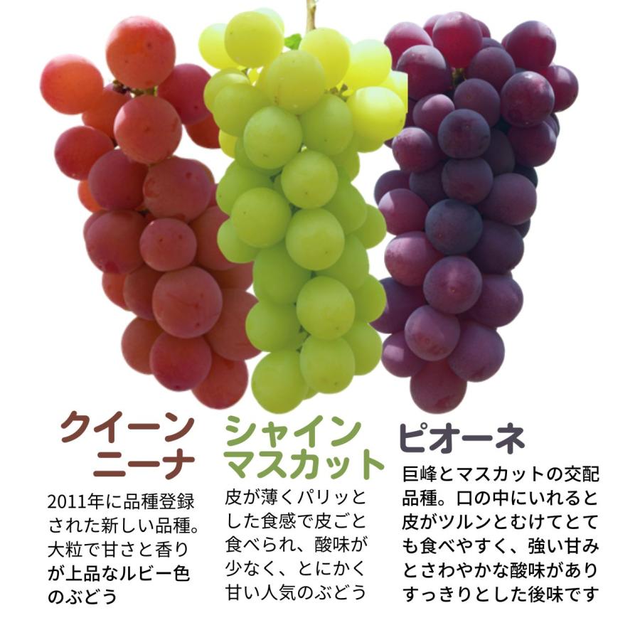 ぶどう3種詰め合わせ 約2kg 3〜5房 ご家庭用 少々訳あり シャイン