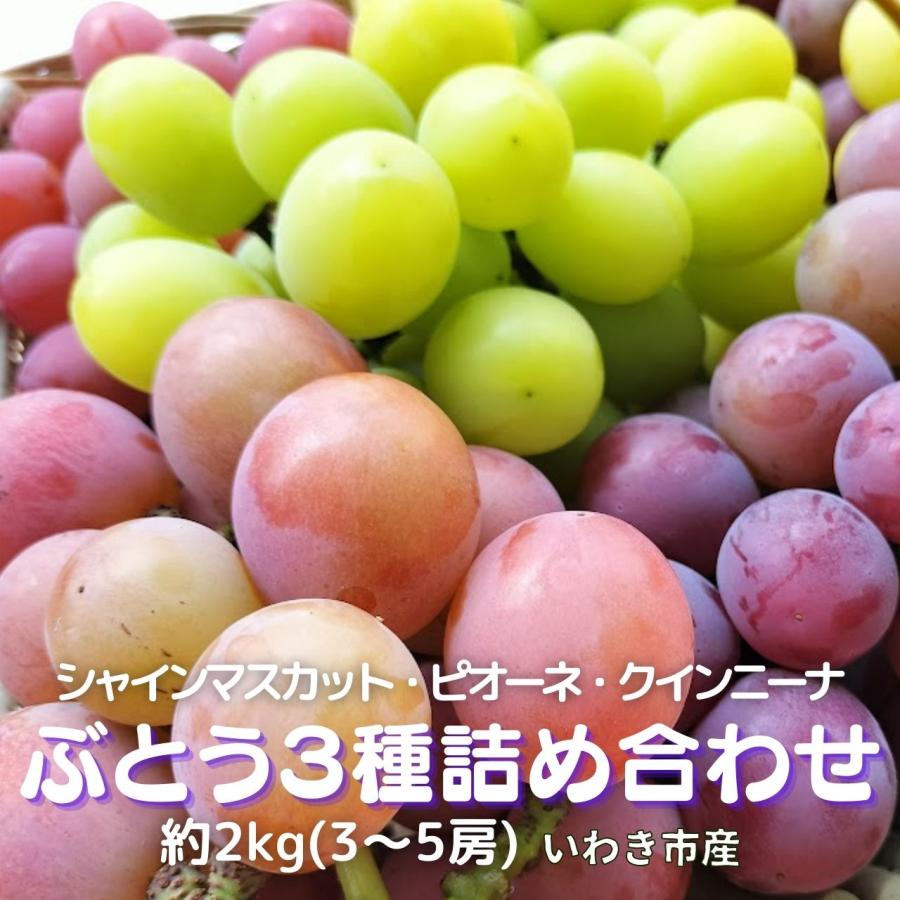 ぶどう3種詰め合わせ 約2kg 3〜5房 シャインマスカット ピオーネ 