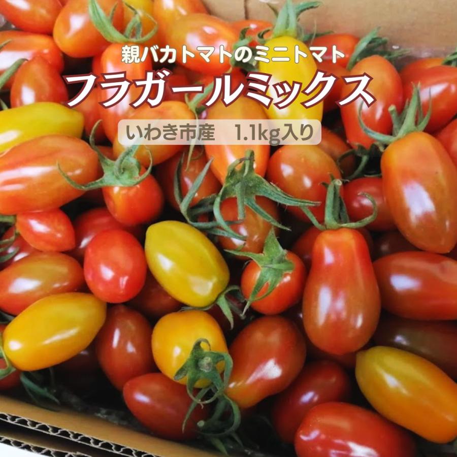 フラガールミックス1.1kg 親バカトマトのミニトマト いわき市産 フラガールミックス1.1kg 親バカトマトのミニトマト いわき市産