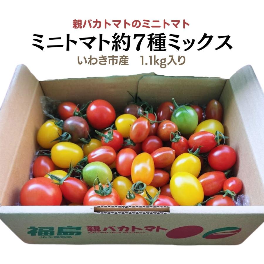 親バカトマトのミニトマト約７種ミックス 1.1kg  いわき市産 助川農園 農園直送 ギフト（Yahoo!・親バカトマト 助川農園Yahoo!店）