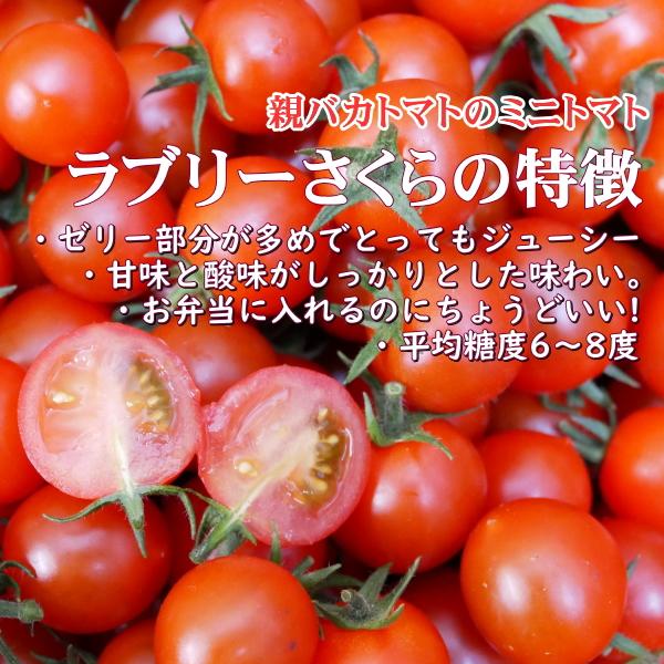 アイコとさくら1 6kg入り 親バカトマトのミニトマト いわき市産 Mini06 親バカトマト 助川農園yahoo 店 通販 Yahoo ショッピング