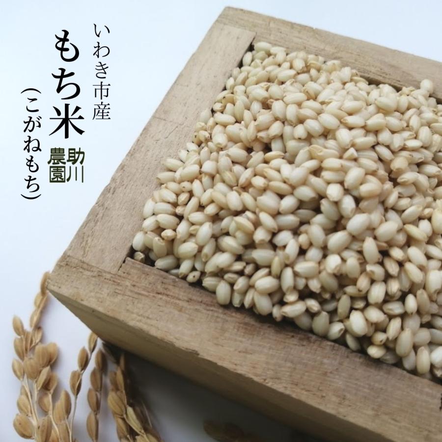 福島産 令和6年度 新もち米 こがねもち 玄米 新潟直送計画】令和6年度米 新潟産こがねもち（もち米） – 小林園芸