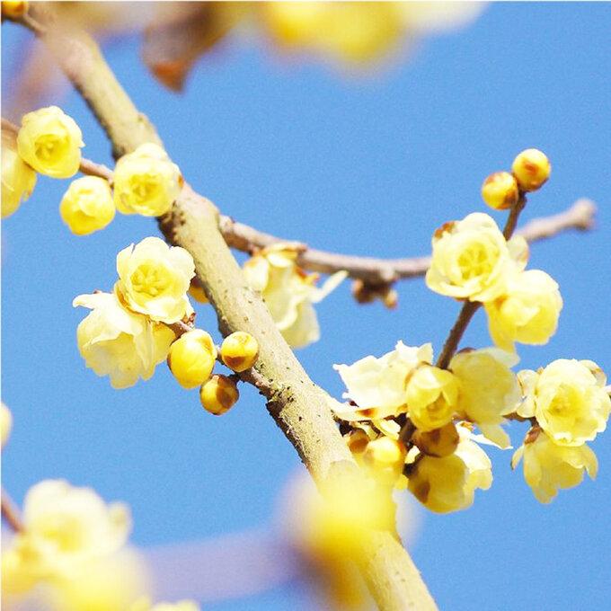 [重ねて"水仙の花"の香り]　百合＆蝋梅セット 生花の再現　女性用　香水　花香水　脳活　リアル花ノ香　天然香料　｜sukinahi｜05