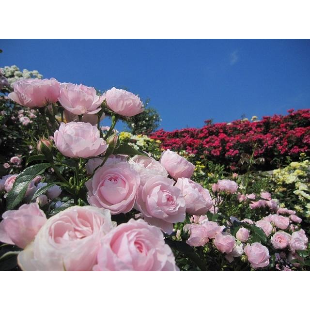 Newボトル リアル和薔薇ノ香15ml バラ園の風に運ばれる香り 生花のアロマ レディ ス香水 Sokonihananoka Bara Sukinahi 通販 Yahoo ショッピング