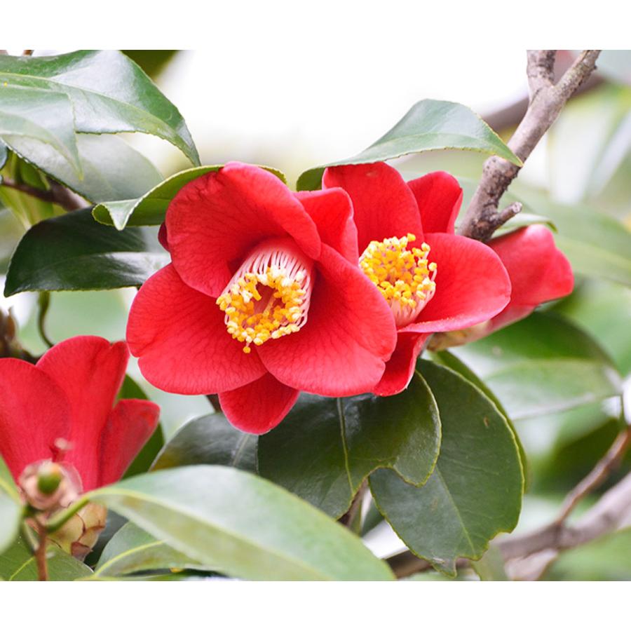 嗅ぐ楽しみ 椿 ツバキ フラワー付ボトル 花束風パッケージ お誕生日プレゼント 日本製香水 香水フレグランス 香水レディース Tubaki10 Sukinahi 通販 Yahoo ショッピング