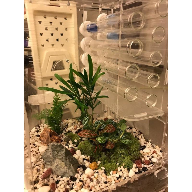 ★レア物 新品未開封 飼育用品 アリの巣 観察 大きな 透明 植物スペース アクリル アリファーム 昆虫 ペット 自宅 家 装飾 【S1991779016】(12220円)