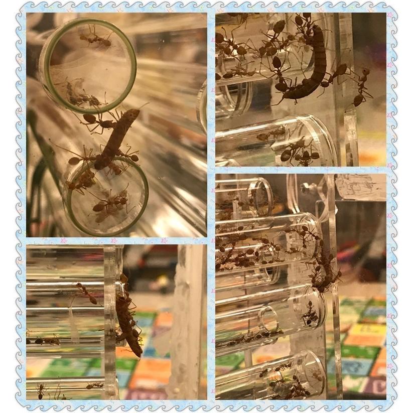 ★レア物 新品未開封 飼育用品 アリの巣 観察 大きな 透明 植物スペース アクリル アリファーム 昆虫 ペット 自宅 家 装飾 【S1991779016】(12220円)