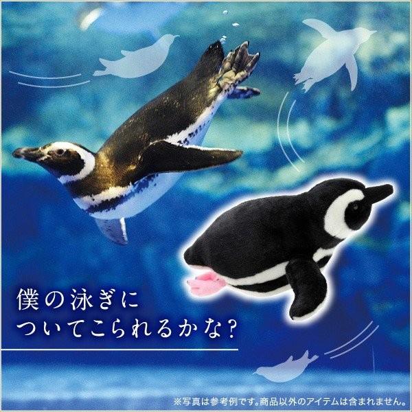 すみだ水族館 オリジナル 飼育員監修 スイミング マゼランペンギン ぬいぐるみ Sサイズ｜sumida-aquarium｜02