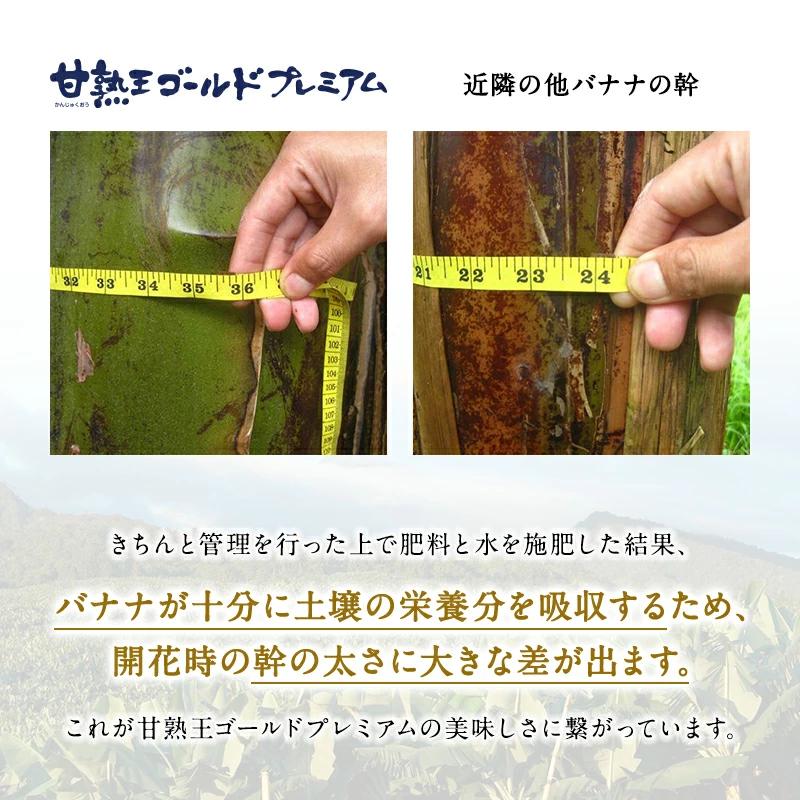 甘熟王ゴールドプレミアム 3パック スミフル バナナ 高級 最高級 お中元 お歳暮 | スミフル | 06