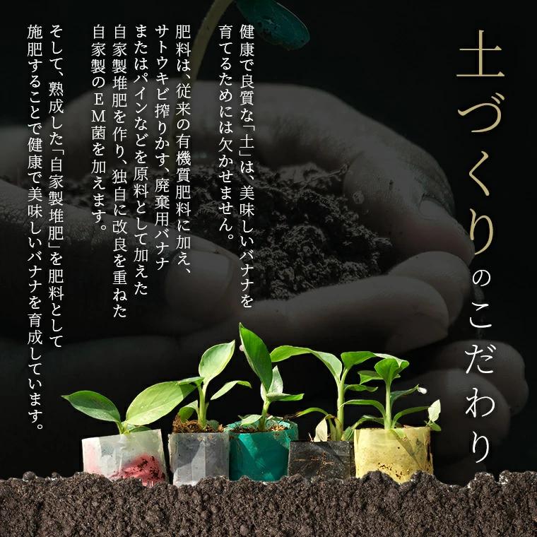 甘熟王ゴールドプレミアム 9パック  スミフル バナナ 最高級 お中元 お歳暮 | 甘熟王 | 18